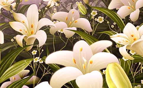 百合花怎么養