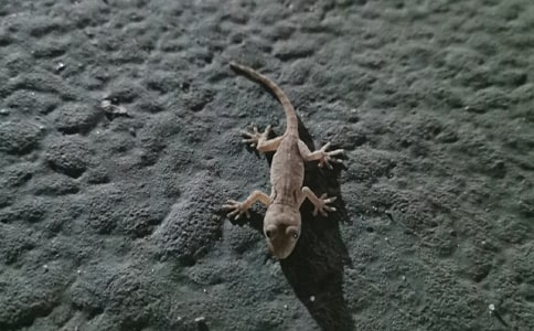 《小壁虎借尾巴》教案