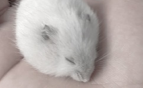 倉鼠要怎么養