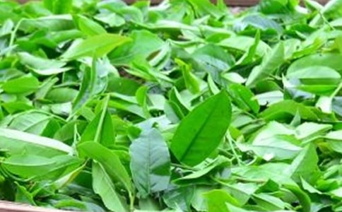 茶葉洗臉正確方法是