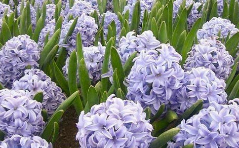 風信子手工紙花制作步驟