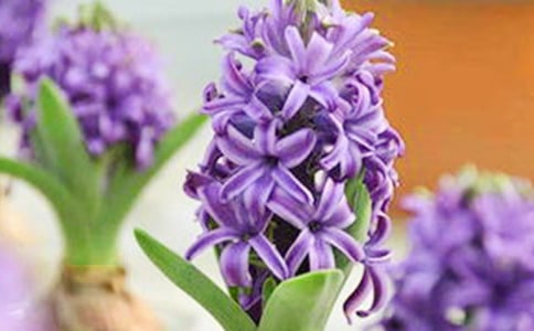 風(fēng)信子在什么時(shí)候開花