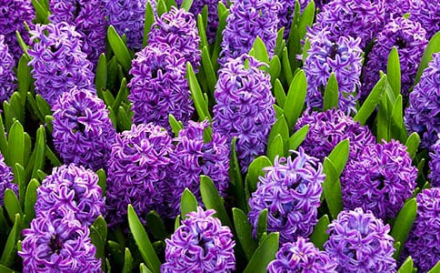 風信子什么時候開花？