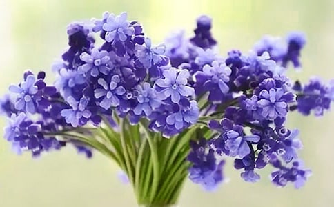 風信子是什么時候開花的