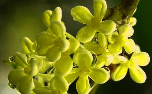 桂花在什么時候開花