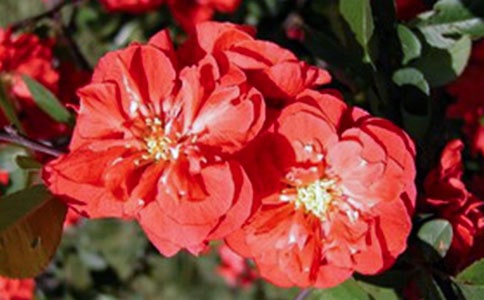 西府海棠一般什么時候開花