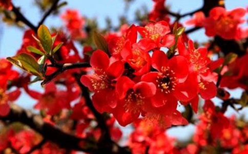 鹿角海棠日常養(yǎng)護(hù)技巧