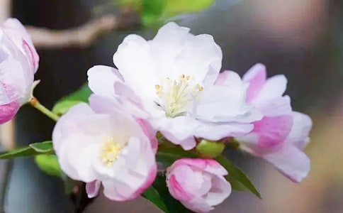 冬紅海棠什么時候開花？
