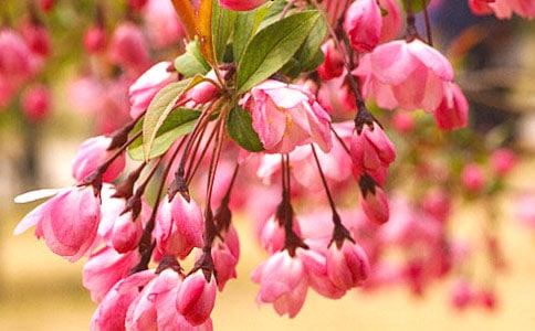 貼梗海棠什么時候開花