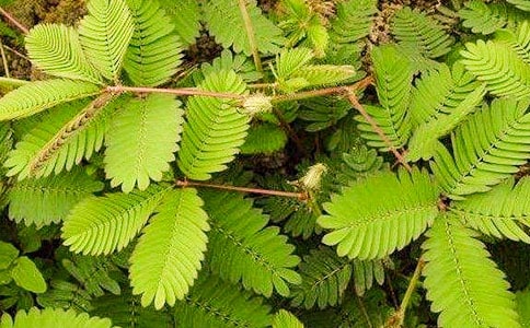 含羞草怎么養