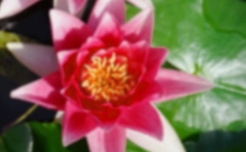 形容荷花的句子45條