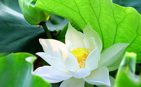 2023年形容荷花的句子46句