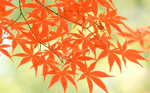 紅葉石楠什么時(shí)候開花