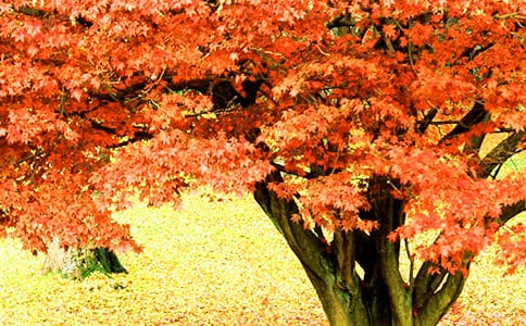 八達(dá)嶺森林公園紅葉節(jié)游玩全攻略