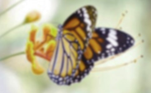蝴蝶蘭花怎么養(yǎng)