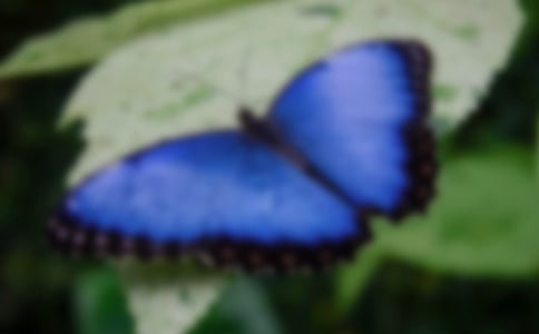 小班美術《蝴蝶》教案