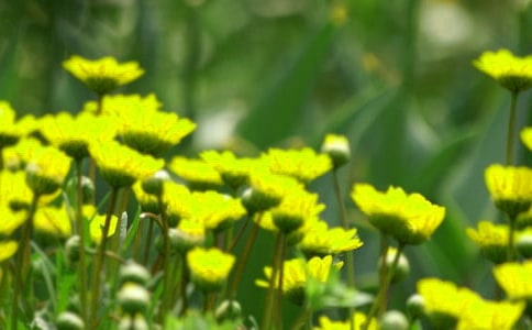 兒童手工DIY漂亮的花朵制作教程