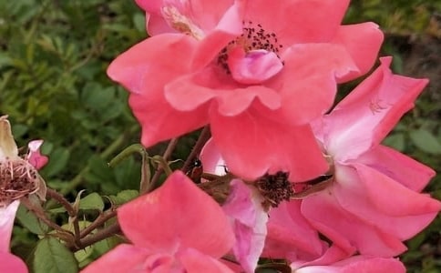 手工小制作布藝花朵胸針別針教程