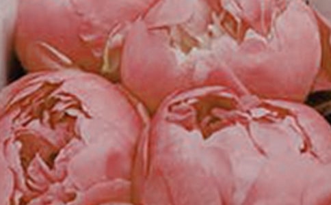 卡紙手工花朵制作方法