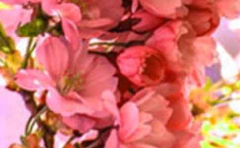 《微笑的花朵》教案