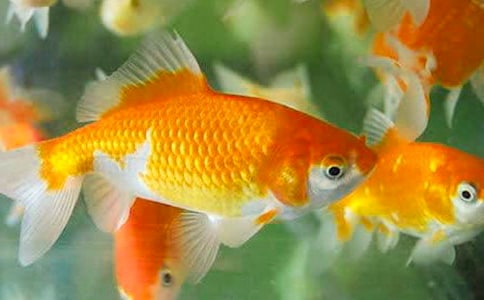 金魚吊蘭怎么養才開花