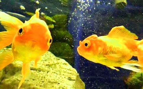 關于金魚吊蘭怎么養才開花