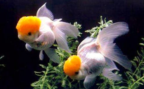 金魚草什么時候開花