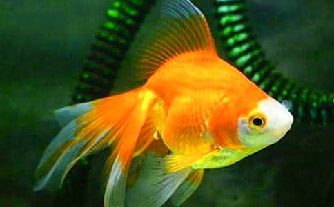 金魚草怎么養
