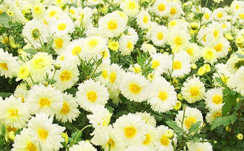 喝菊花和枸杞泡茶對身體有什么好處
