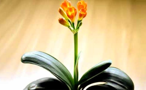 君子蘭開花前的預兆是什么