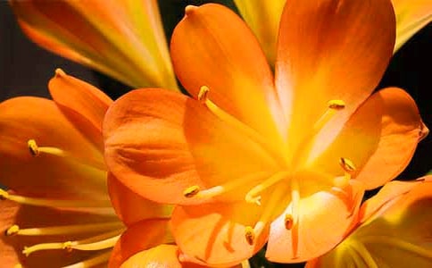 君子蘭怎么養才能開花