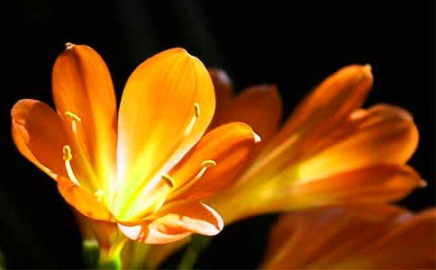 君子蘭在什么時(shí)候開花