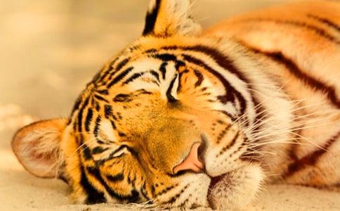 晚會互動游戲《抓老虎》