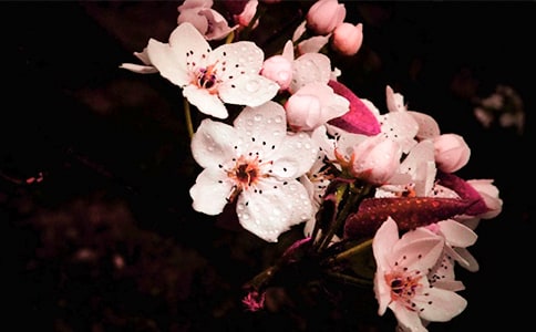 梨花到底什么時(shí)候開花