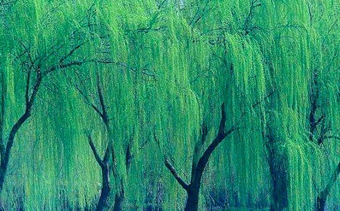 柳樹什么時候開花