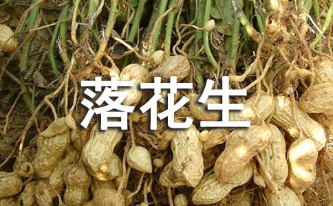《落花生》讀后感