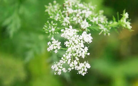 滿天星開花后怎么養