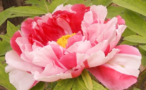牡丹芍藥什么時候開花