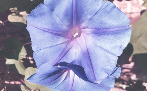 《牽牛花蔓》閱讀答案