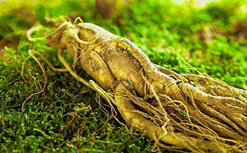 兩種鑒定人參年齡長短的方法