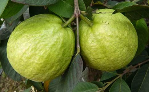 盆栽石榴的養(yǎng)護(hù)技巧