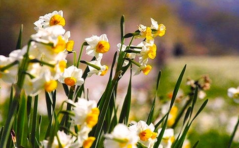 水仙花什么時(shí)候開(kāi)花