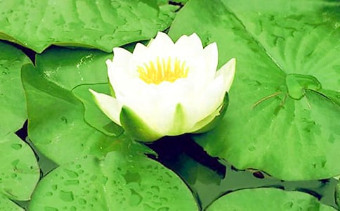 睡蓮為什么不開花