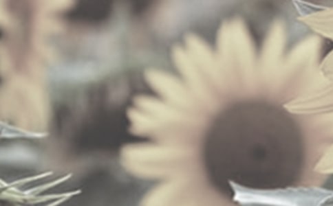 太陽花的折法