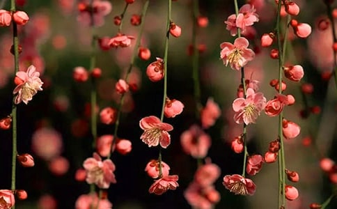 2017廣州去哪里看桃花好