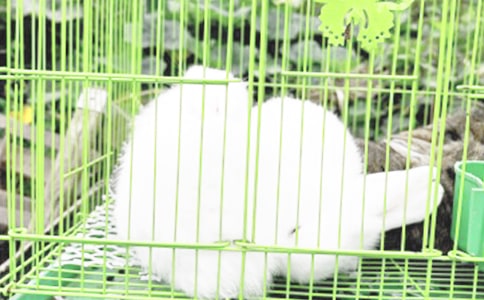 兔子怎么養