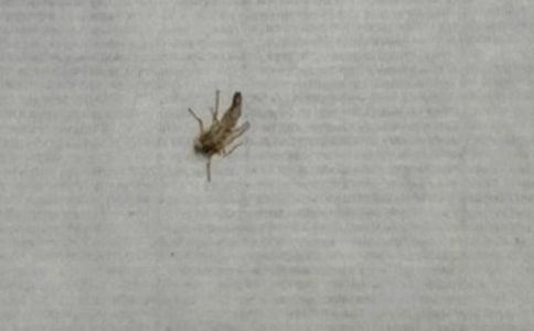 防蚊子的小妙招有哪些
