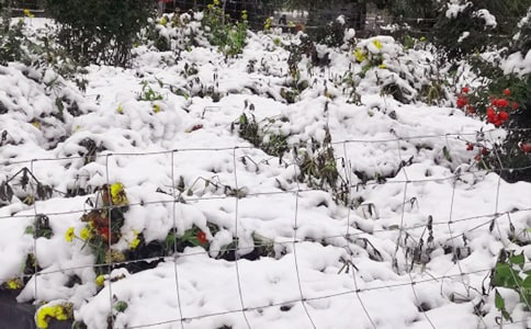 下雪說說感言（通用90句）