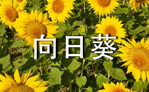 向日葵的花語是什么