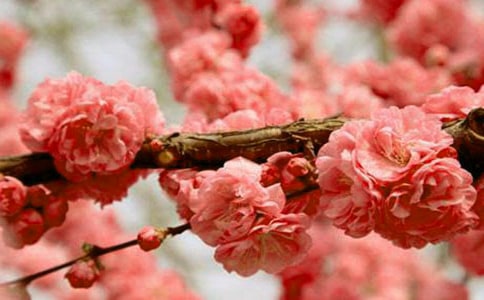 2021南京看櫻花好去處
